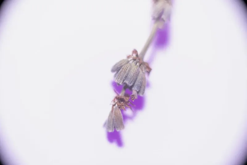 #photography #artofvisuals #macrophotography #naturephotography #flowerphotography #lavender #aesthetic #botanicart #viennaphotographer
